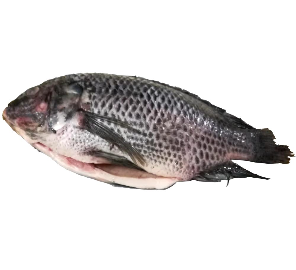 Whole Black Tilapia Q-FOODS