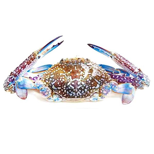 Fresh Blue Crab