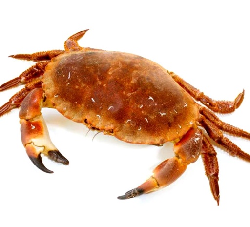 Scottish Crab